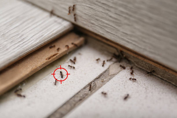 Best Residential Pest Control  in Hudson, CO