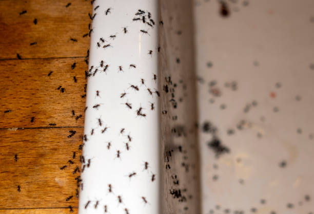 Wasp Removal Services in Hudson, CO