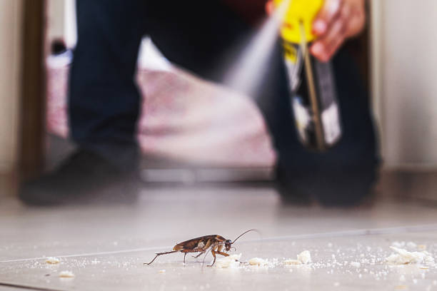 Best Local Pest Control Services  in Hudson, CO